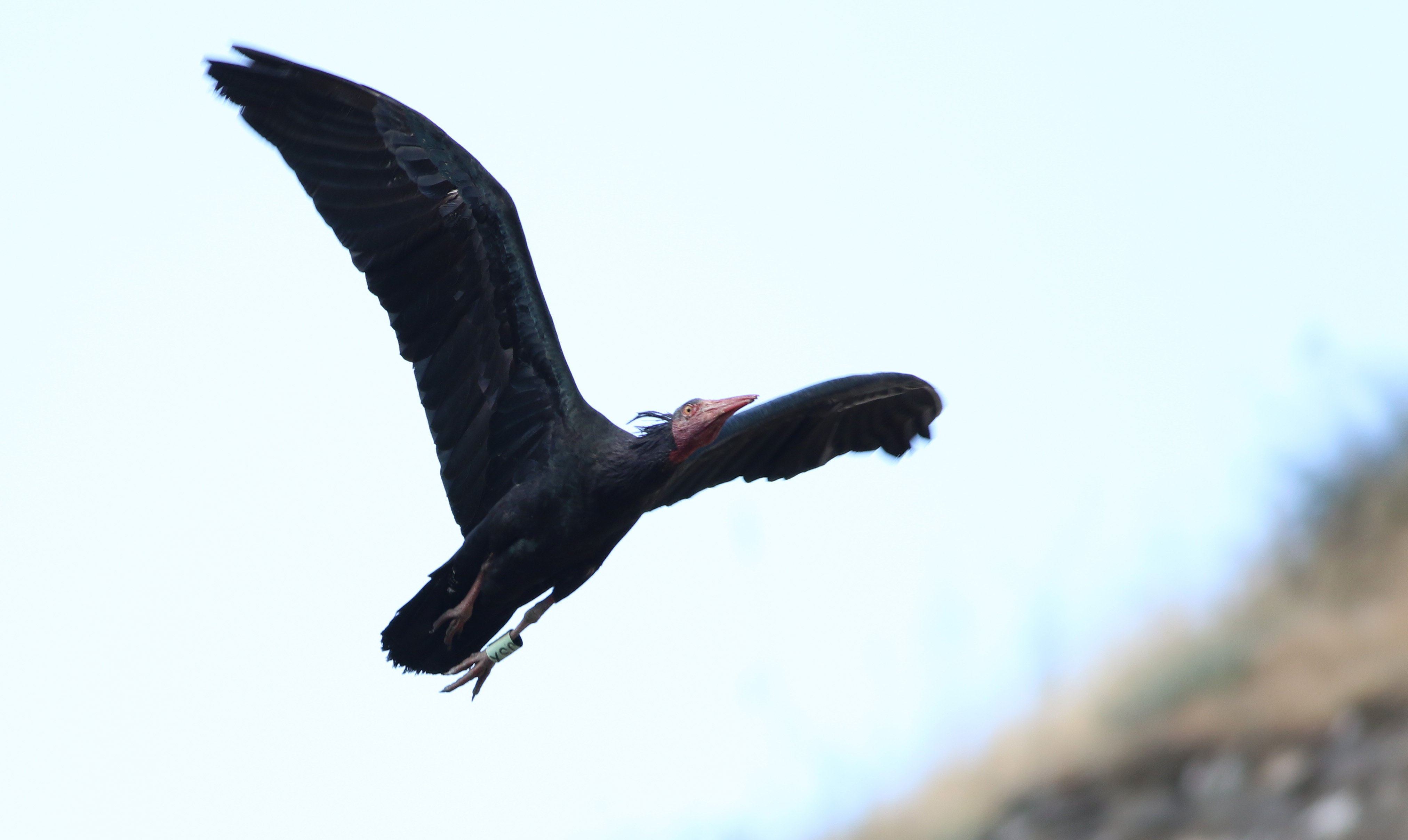 Northern Bald Ibis